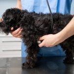 Understanding Pet Liability Insurance